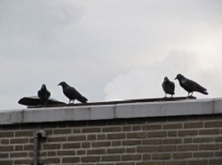 Vogels op het dak: vogelpoep